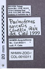 Etikette zu Pachyderes apicalis (NHMW-ZOO-COL-0010311)